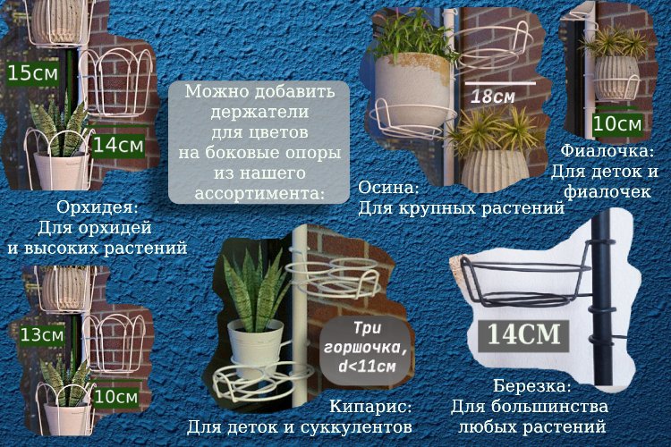 Кедр-мини на ножках . Фото N7